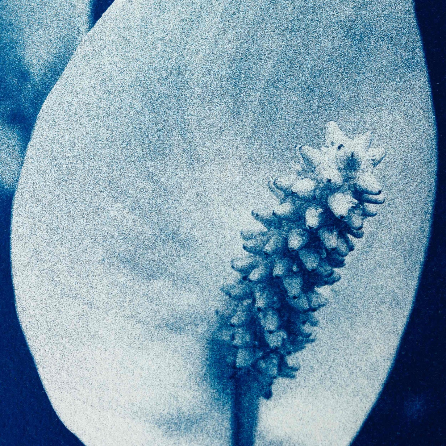White Sails, Original Cyanotype