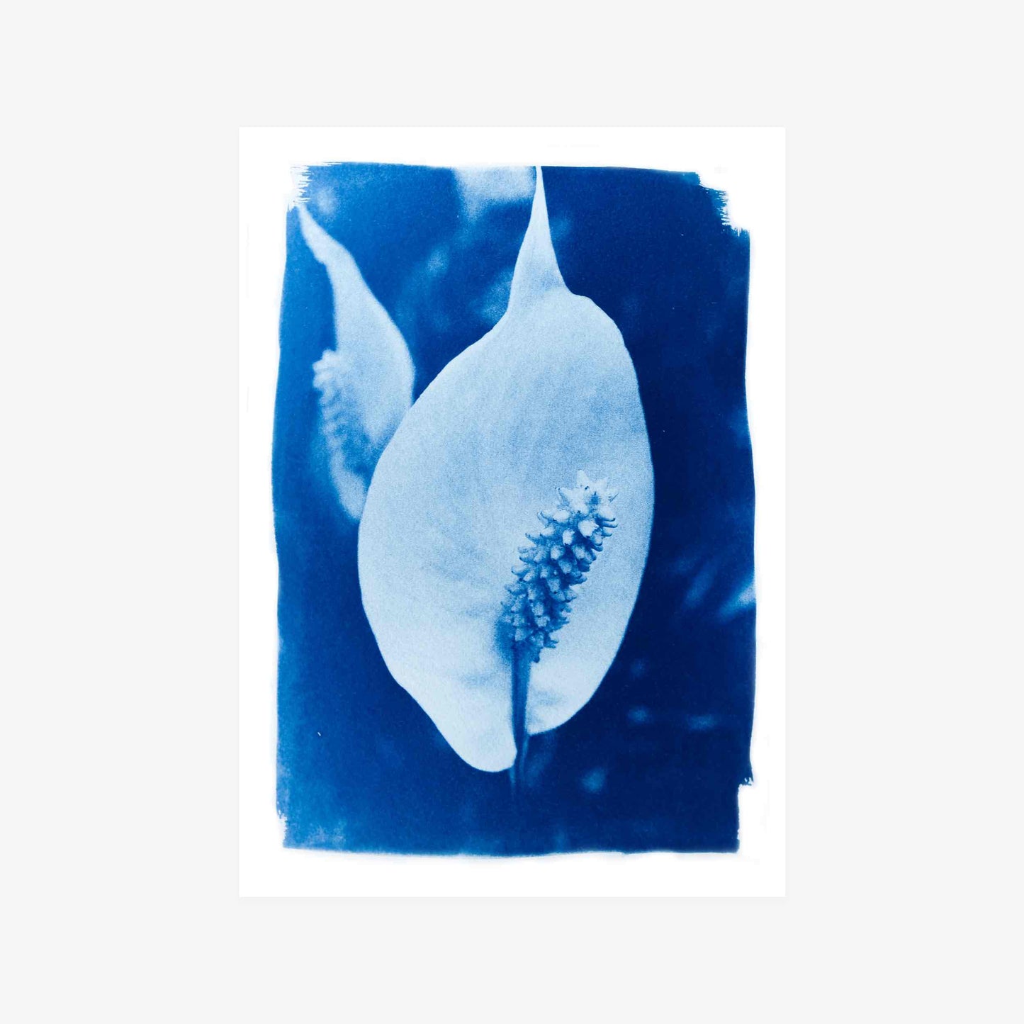 White Sails, Original Cyanotype