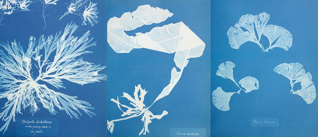 Discovering the Magic of Cyanotype Art: A brief history & how we incorporate it into our studio