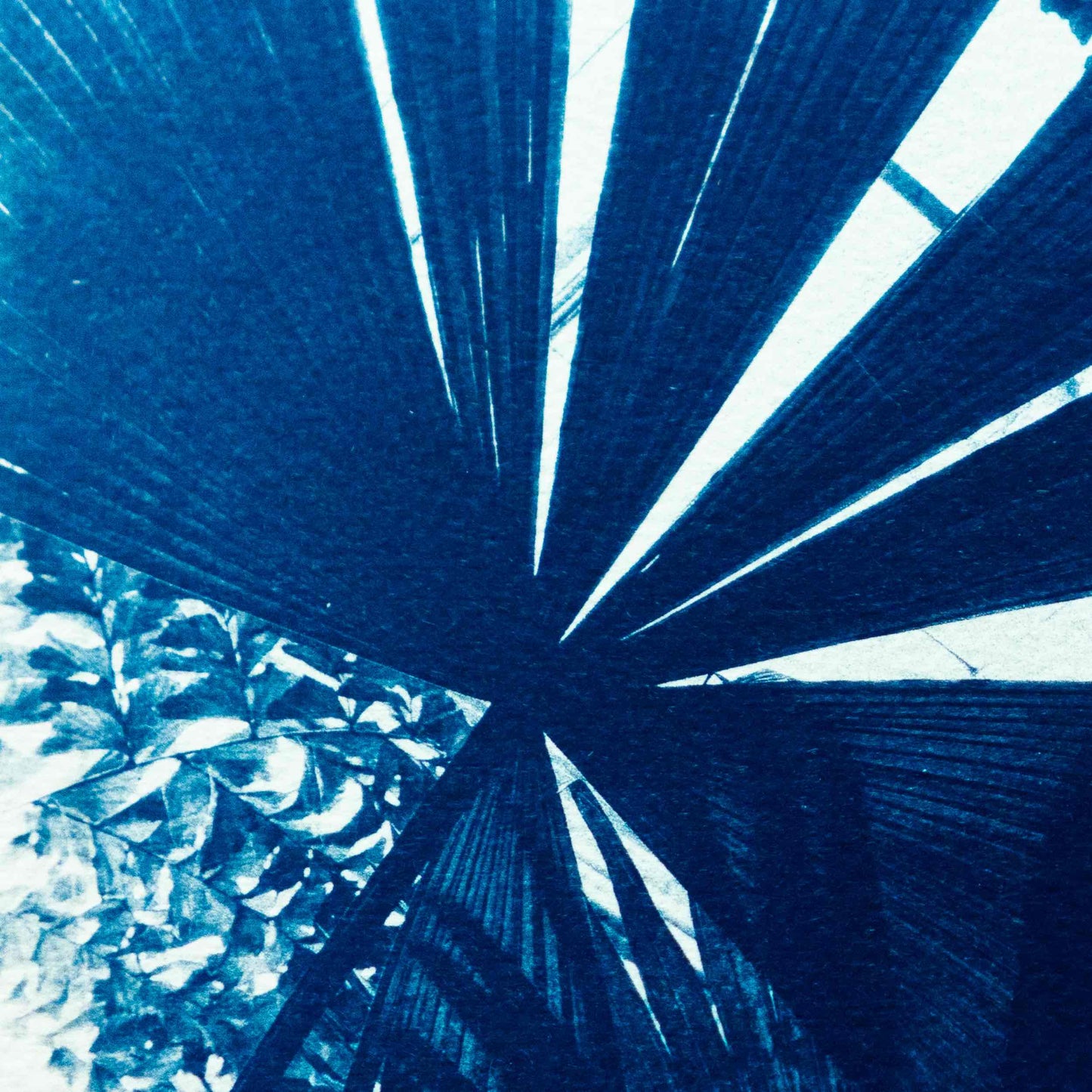 Palms I
