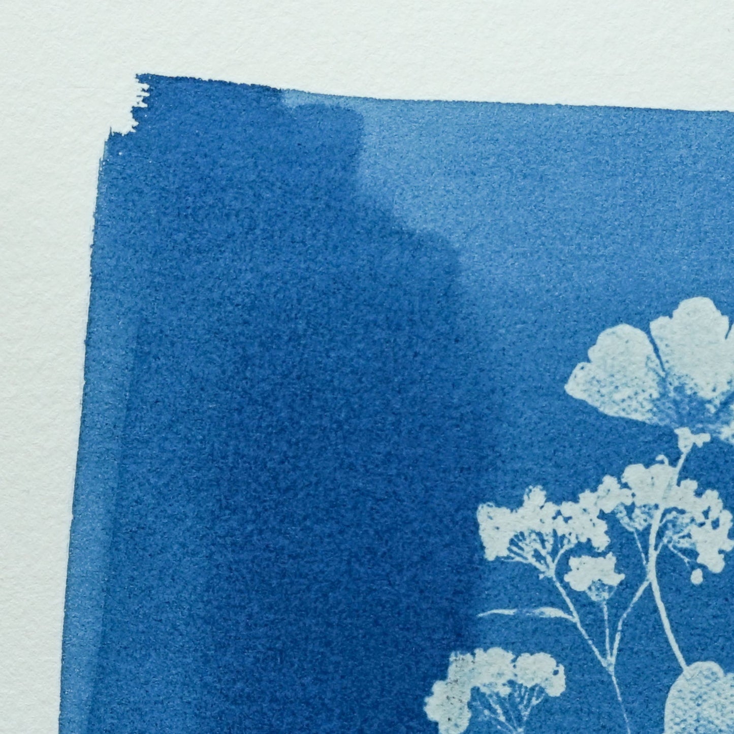 Wildflowers One, Original Cyanotype